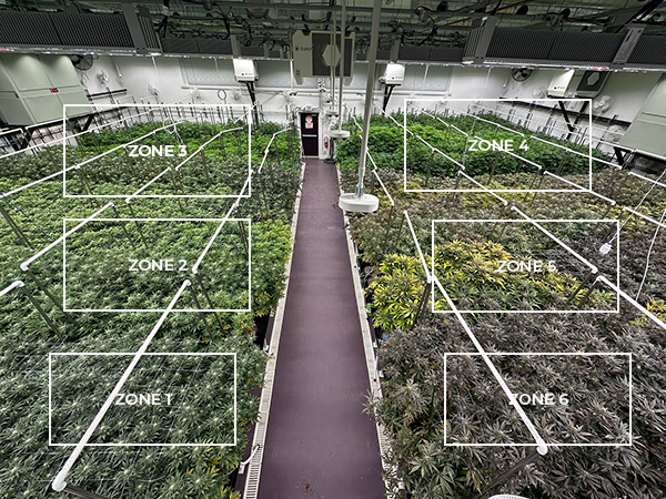 Multiple Light Zones in Cannabis Cultivation